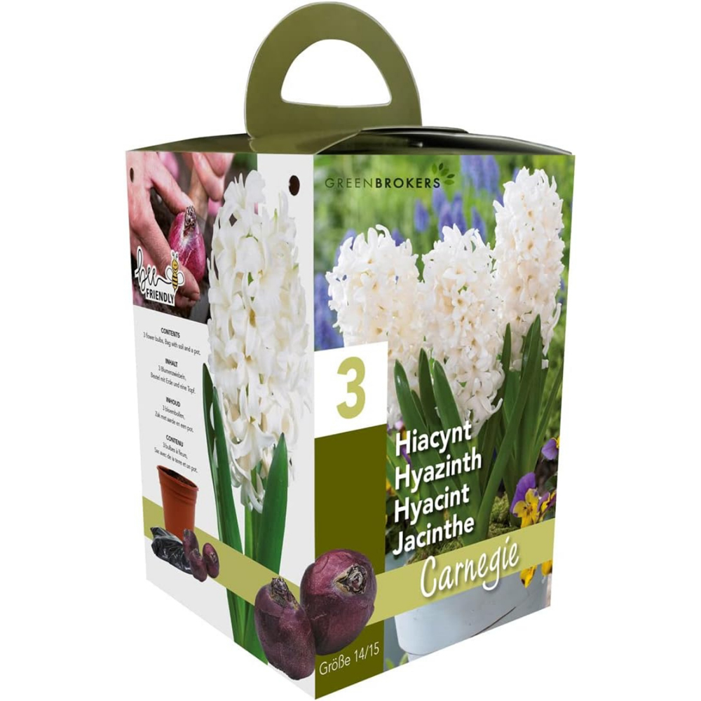 GreenBrokers White Hyacinth Carnegie Planting Bulb Gift Box 3 Pack Image 2