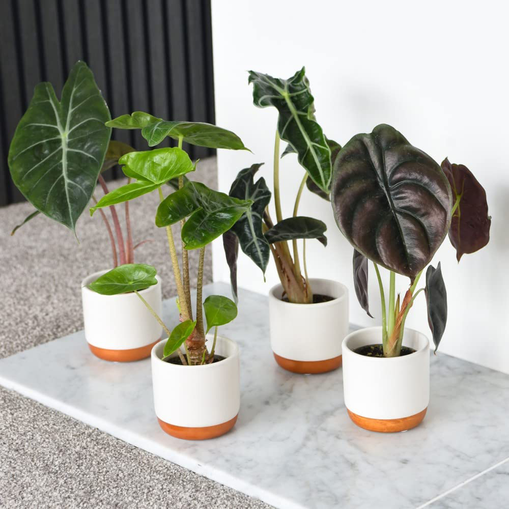 Thompson & Morgan Alocasia Cuprea Potted Plant 6 Pack Image 1