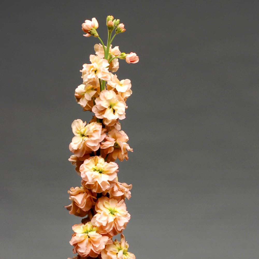 Thompson & Morgan Stock Apricot Column Seeds Image 2