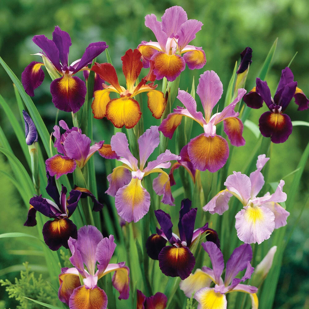 Thompson and Morgan Iris Metallic Mixture Autumn Planting Bulb 40 Pack Image 2
