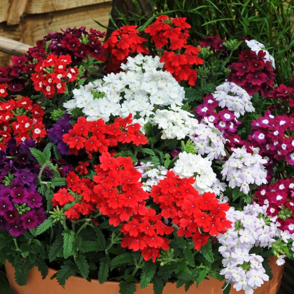 Thompson and Morgan Verbena Quartz Mixed Plant Plug 72 Pack Image 1