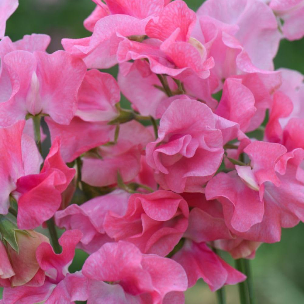 Thompson & Morgan Sweet Pea Lathyrus Odoratus Tara Seed Packet Image 2