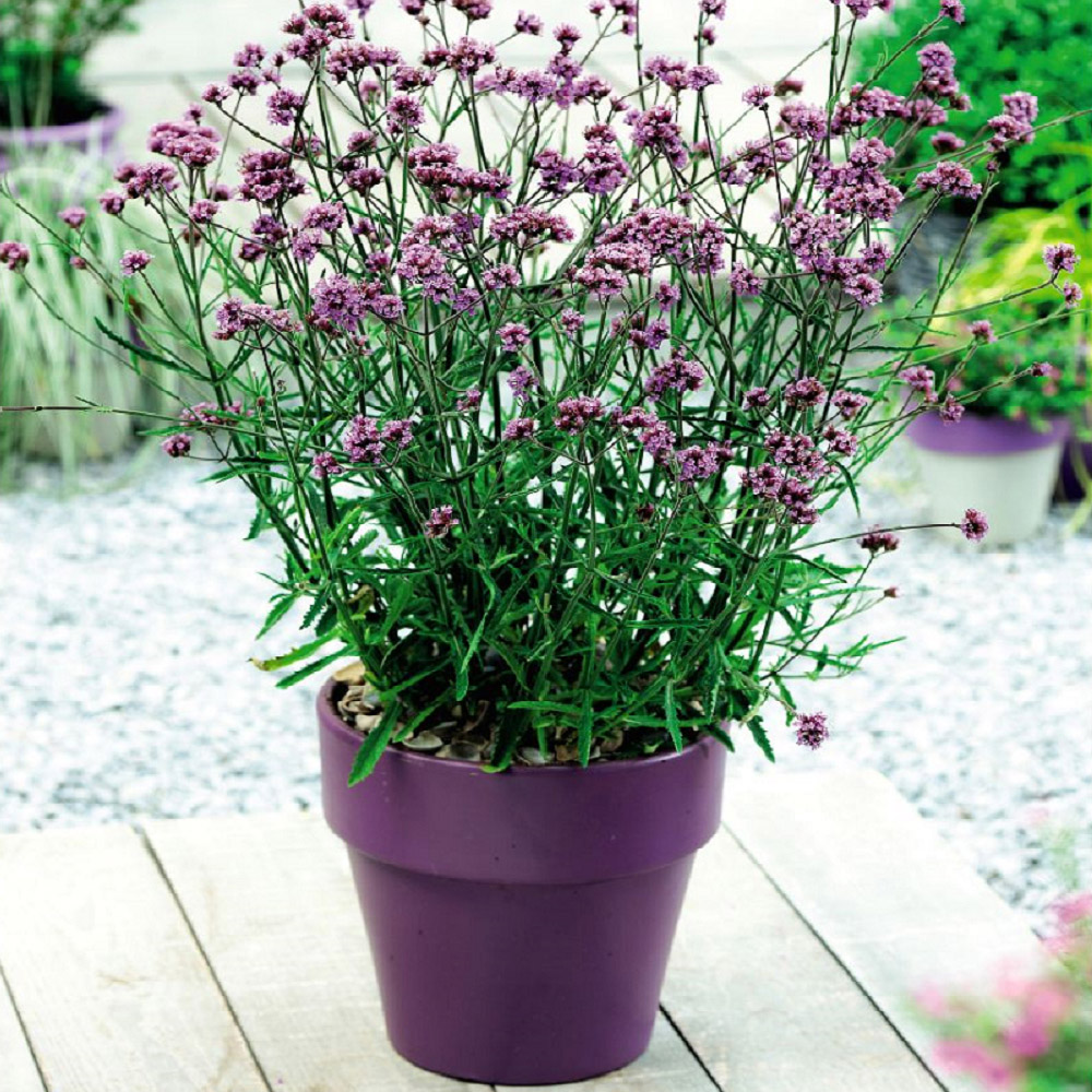 Thompson and Morgan Verbena Bonariensis Lollipop Potted Plant 1L Image 2