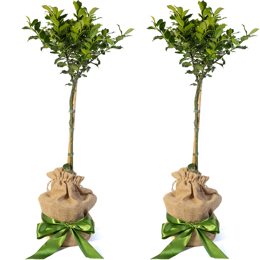 YouGarden Holly Standards with Hessian Wrapped Pots 2 Pack Image 2