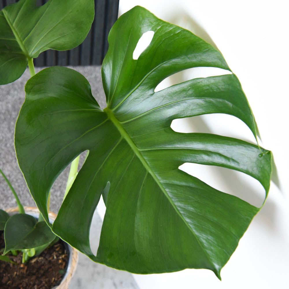 Thompson and Morgan Monstera Deliciosa Swiss Cheese Plant Pot 13cm Image 2