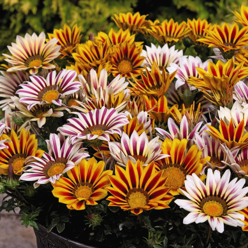 Thompson and Morgan Gazania Tiger Stripes Mixed Plug Plant 36 Pack Image 4