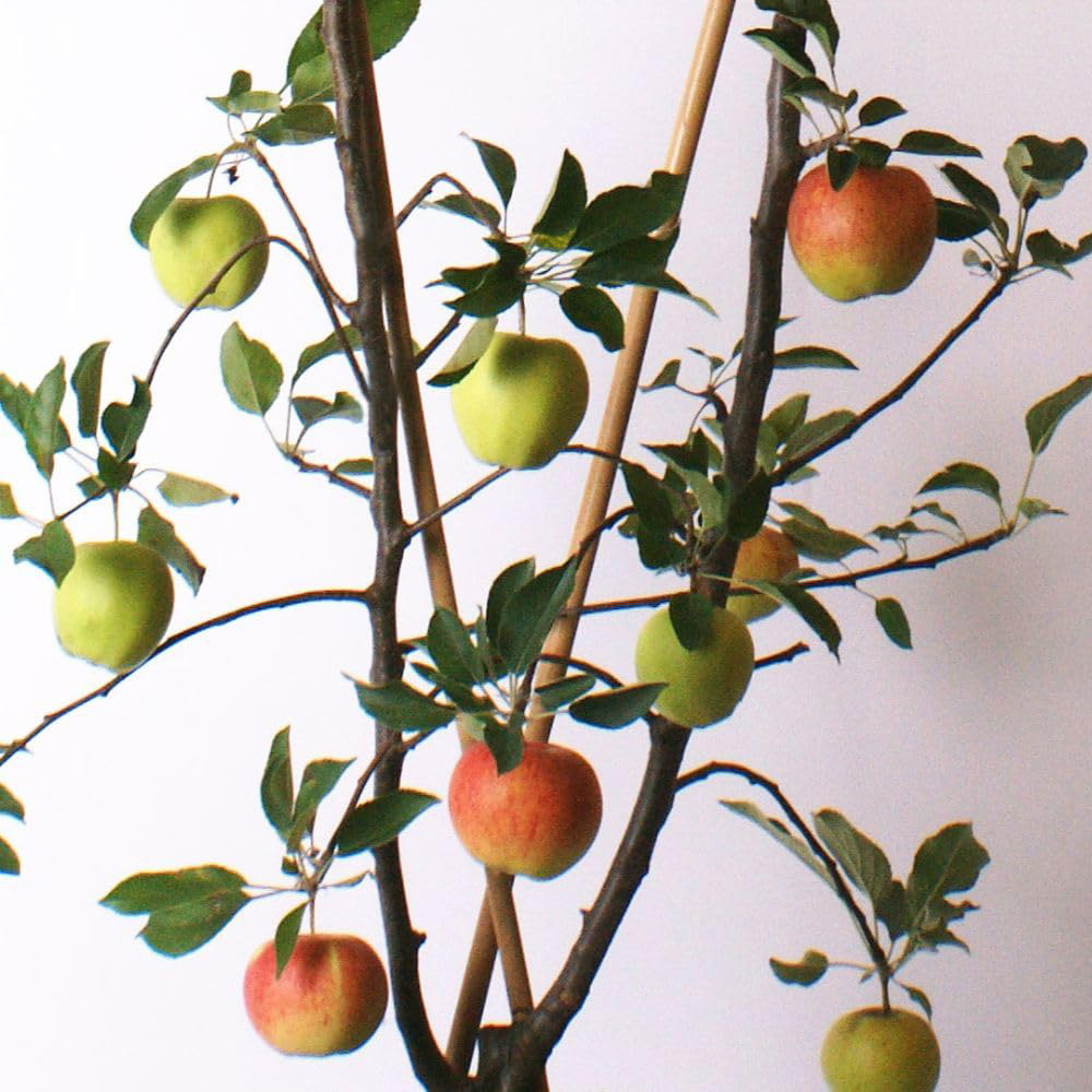 Thompson and Morgan Apple Malus Duo Apple Family Tree Pot 5L 2 Pack Image 3