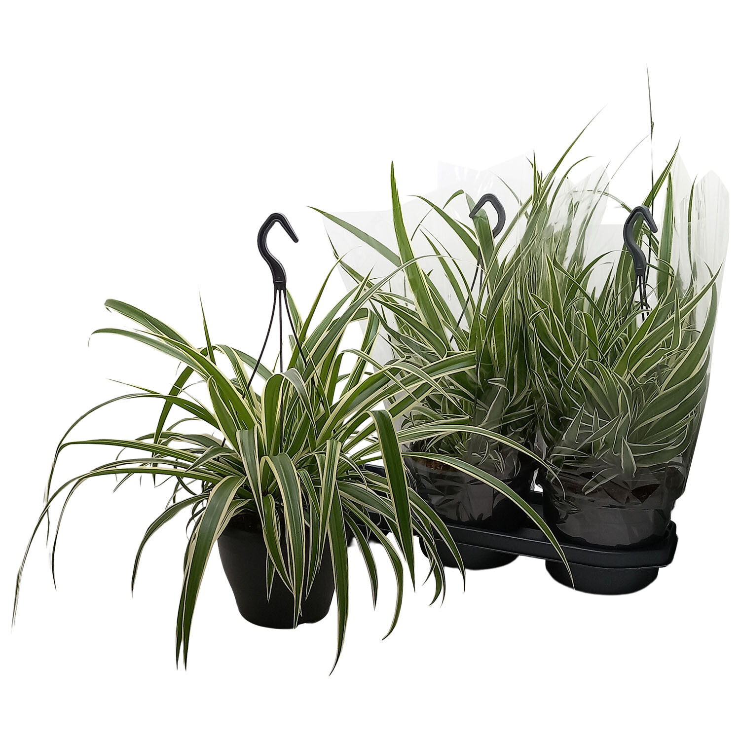 Hanging Chlorophytum Mix Image
