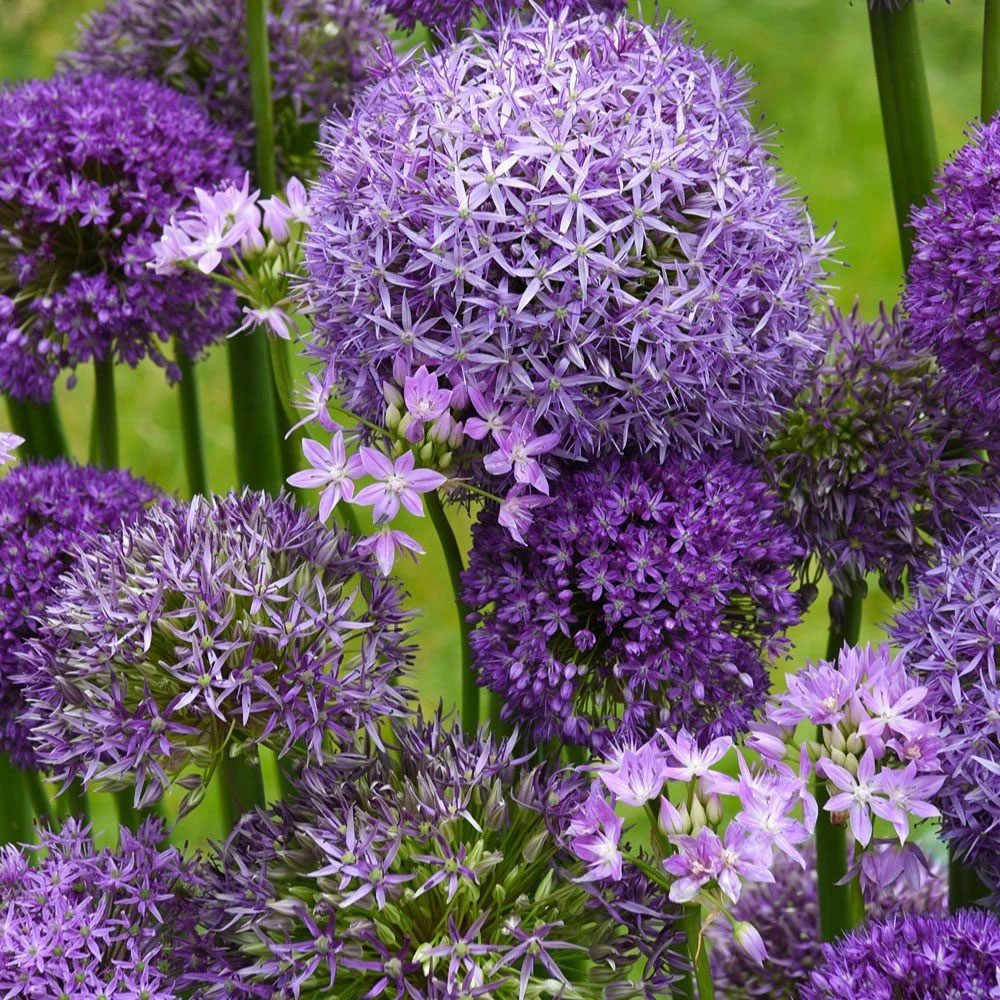Thompson and Morgan Allium Collection Mixed Planting Bulb 100 Pack Image 3