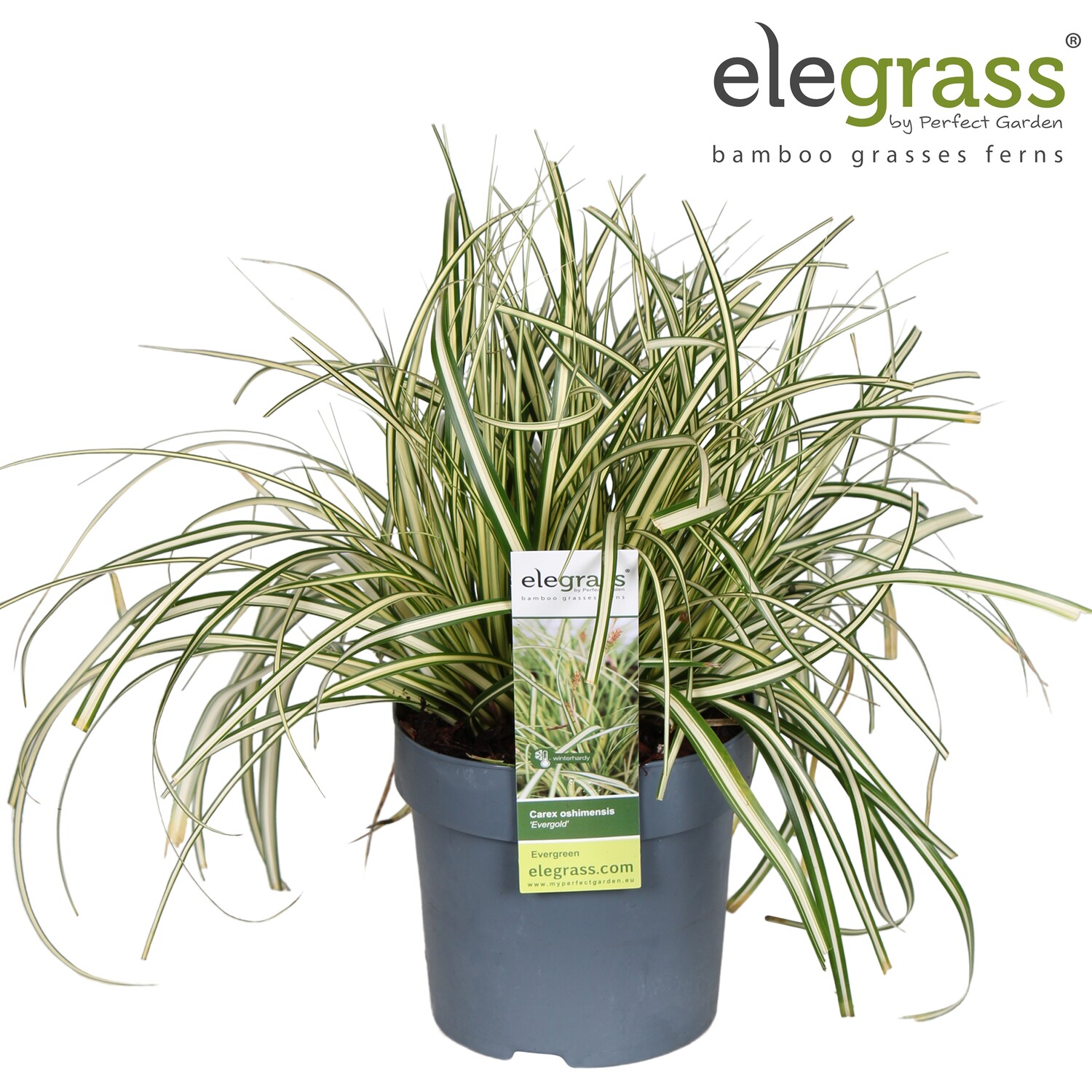 Carex - Hachijoensis Evergold Image