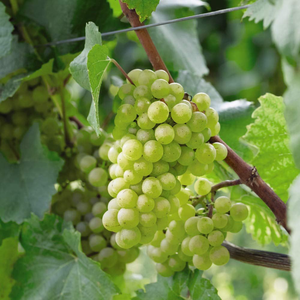 Thompson and Morgan Grape Duo Potted Plant 9cm 2 Pack Image 2