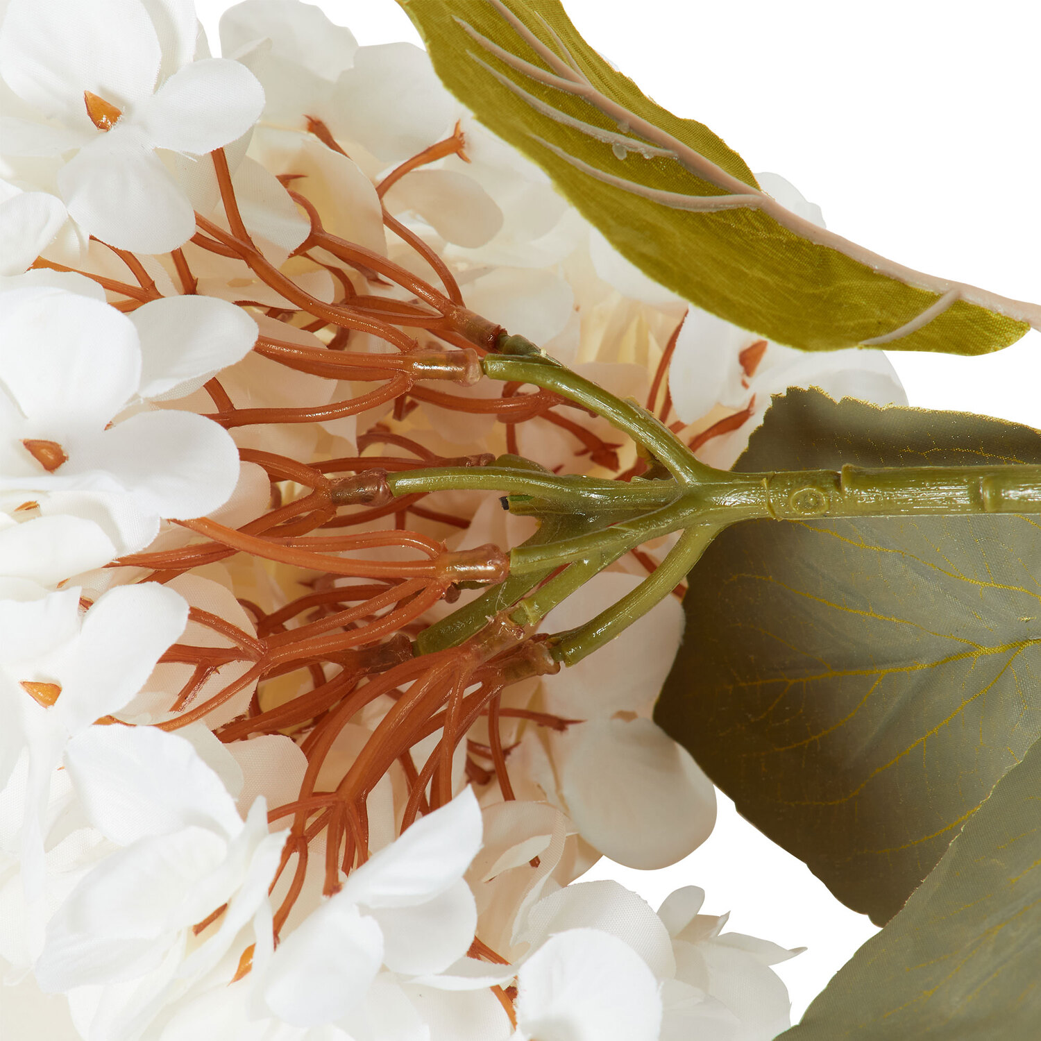 Hydrangea Stem Image 4