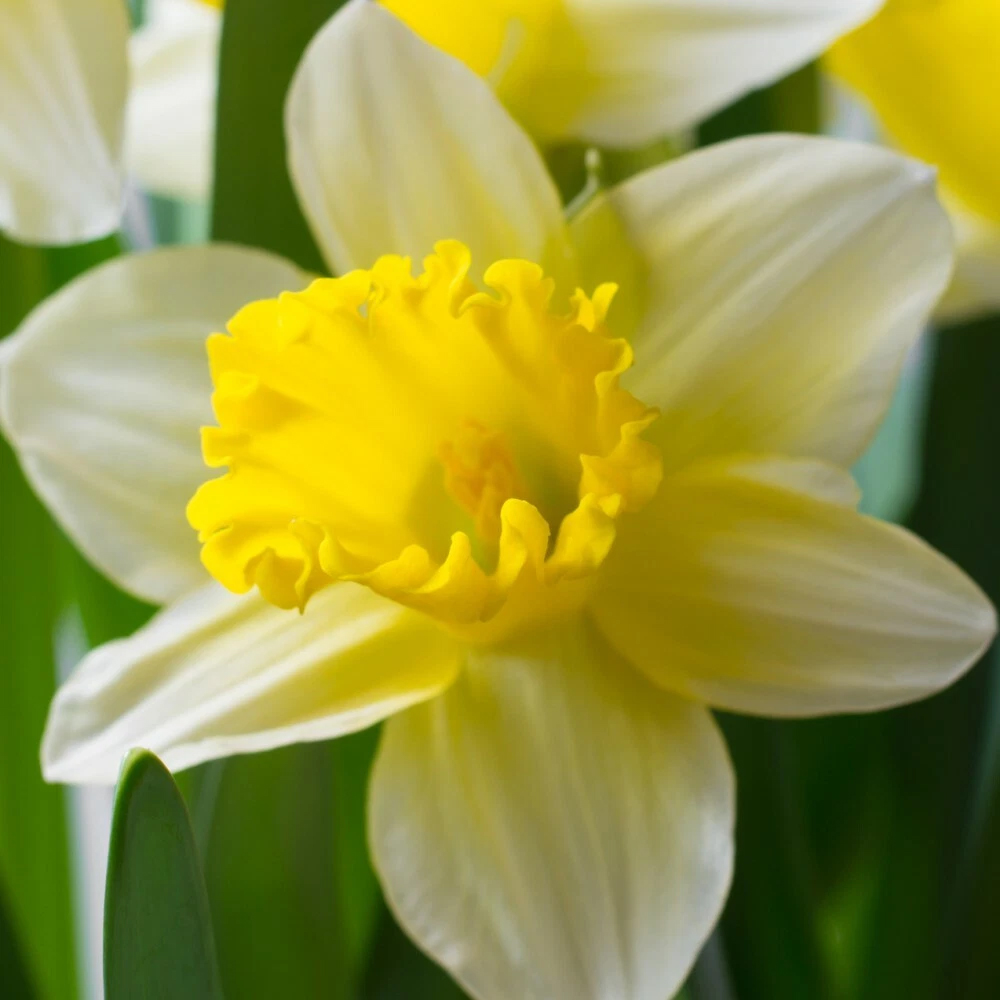 Thompson and Morgan Daffodil Topolino Autumn Planting Bulb 20 Pack Image 4