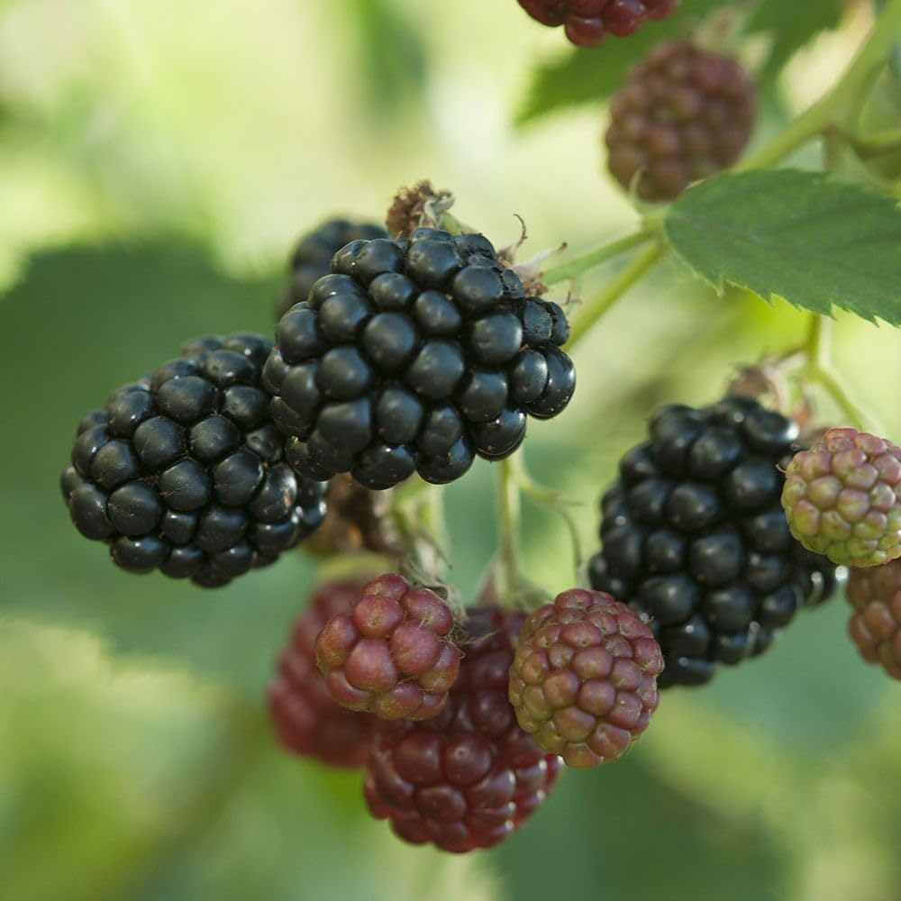Thompson and Morgan Blackberry Rubus Thornless Evergreen Plant Pot 2L Image 2