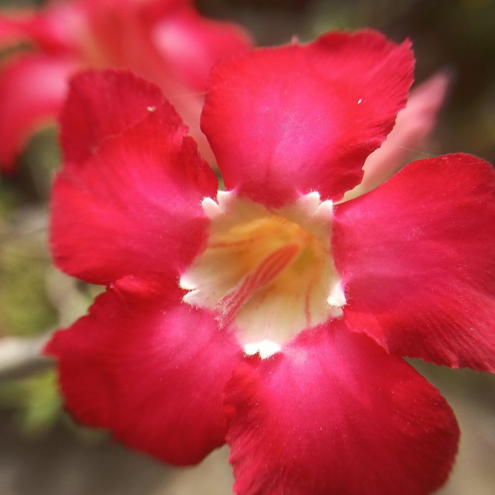 Thompson and Morgan Adenium Obesum Red Desert Rose Plant Pot 10.5cm 2 ...