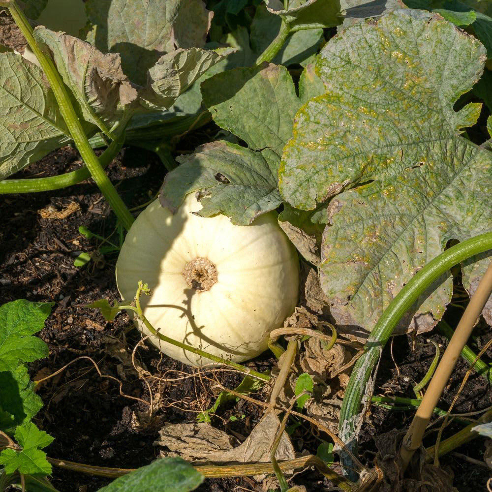 Thompson and Morgan Pumpkin Snowman Seed Packet Image 2