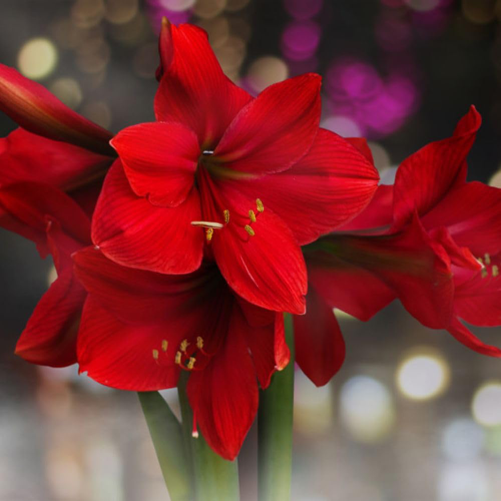 Thompson and Morgan Christmas Gift Red Amaryllis Bulb in White Globe Image 2