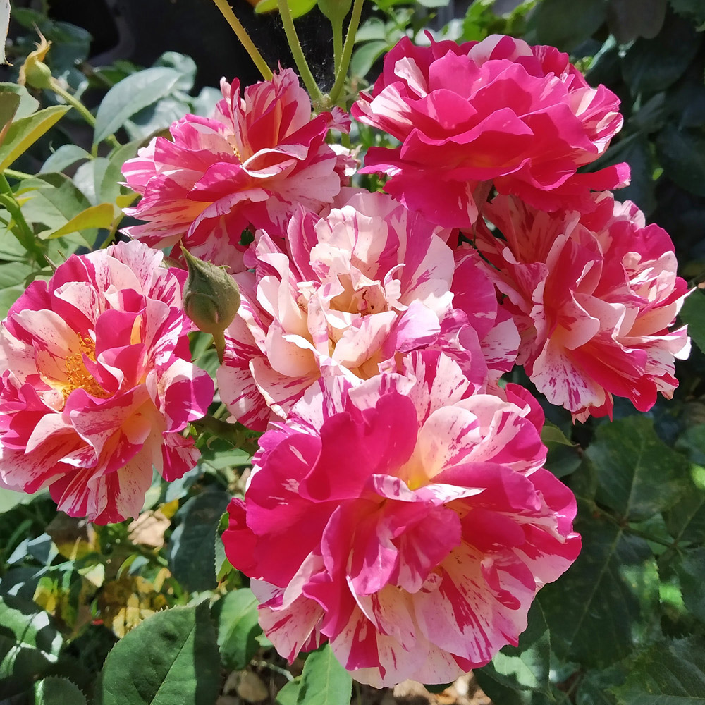 YouGarden Rosa Mundi Bare Root Rose 2 Pack Image 3