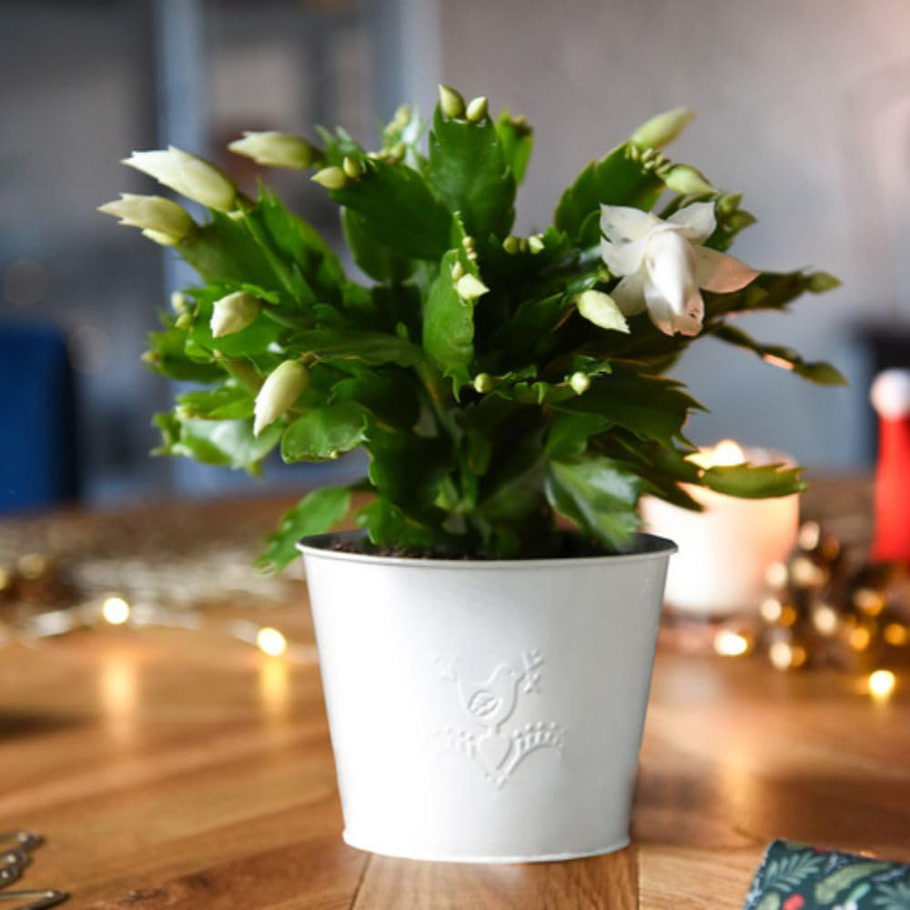 Thompson and Morgan Christmas Gift Cactus White Salvado Plant Pot 12cm Image 3