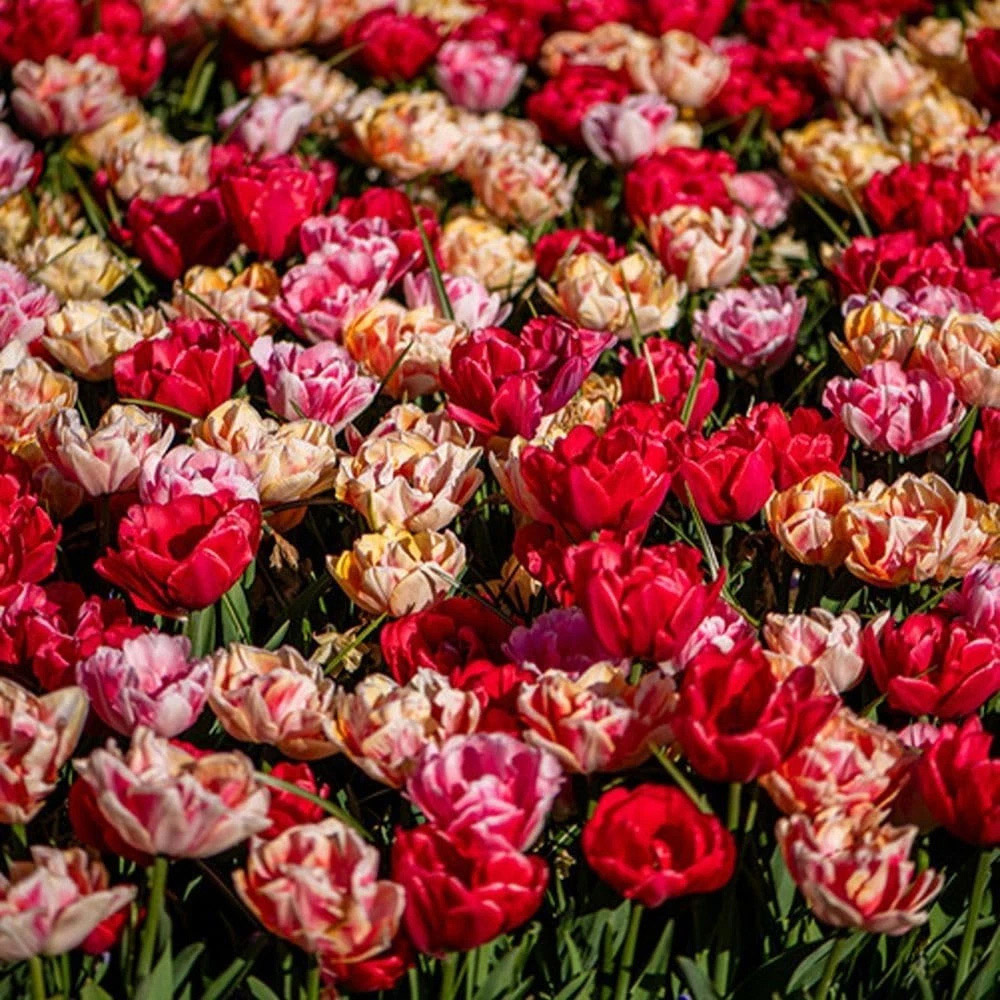 Thompson and Morgan Tulip Foxtrot Collection Planting Bulb 9 Pack Image 5