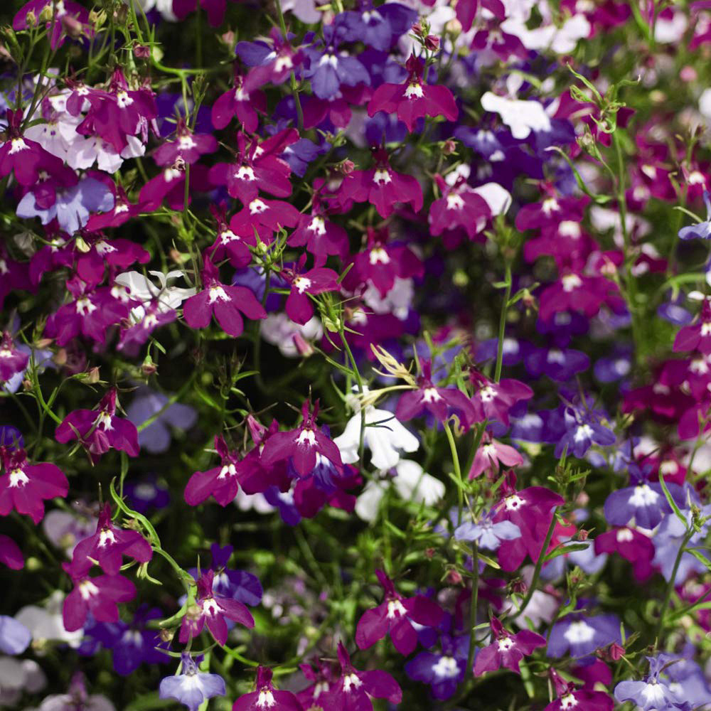 Thompson and Morgan Hanging Basket Plug Plant Collection 72 Pack Image 4