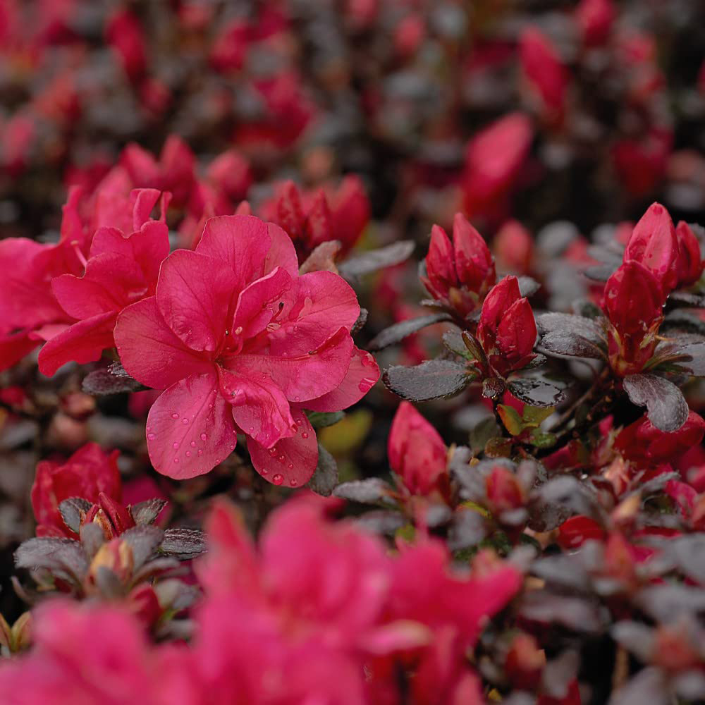 Thompson & Morgan Red Azalea Dwarf Plant Pot 9cm Image 1