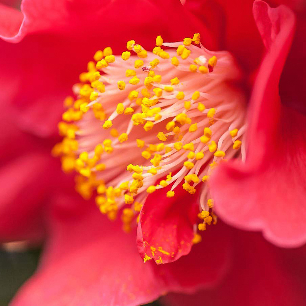 Thompson and Morgan Camellia Collection Plant Pot 9cm 3 Pack Image 5