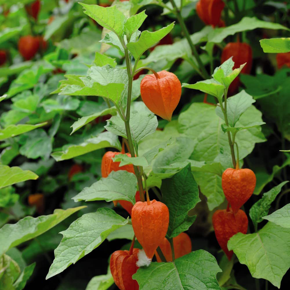 Thompson & Morgan Physalis Chinese Lantern Bare Root 3 Pack Image 2