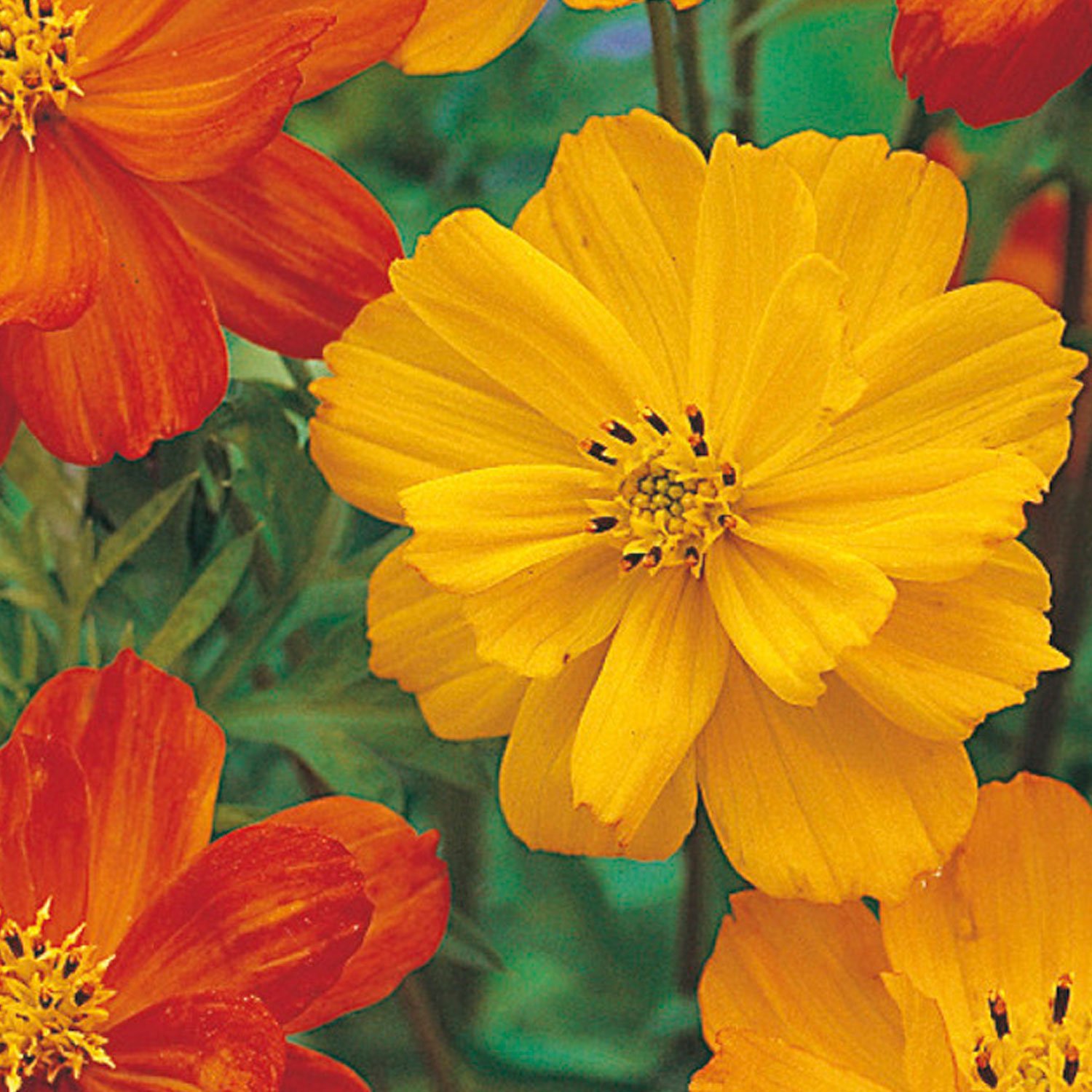 Johnsons Cosmos Ladybird Mixed Flower Seeds Image 1