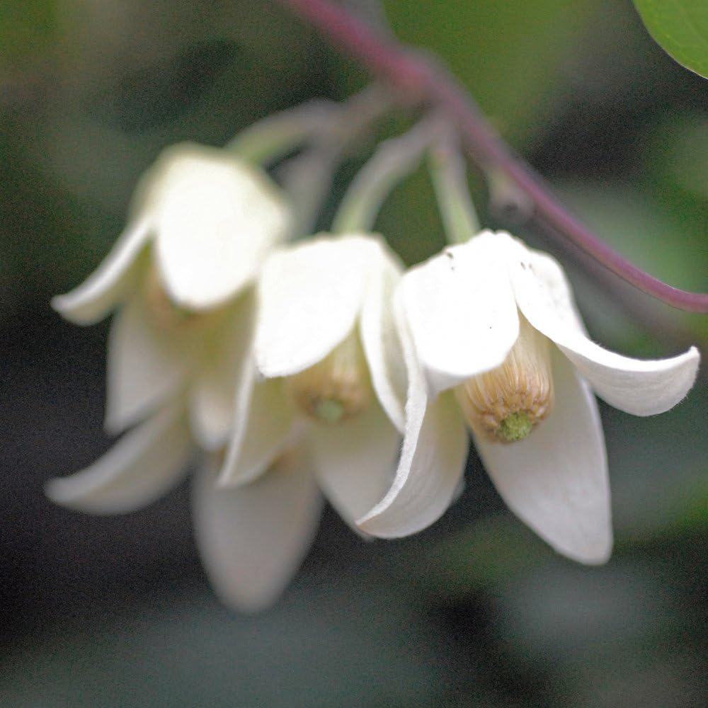 Thompson and Morgan Clematis Winter Beauty Pot 7cm 2 Pack Image 1