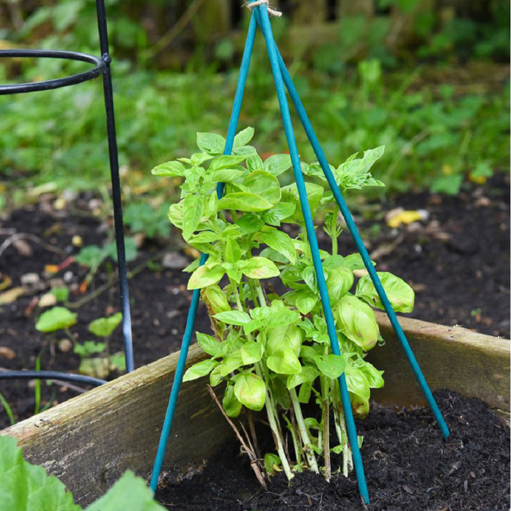 Garden Gear 20cm Green Plant Canes 10 Pack Image 2