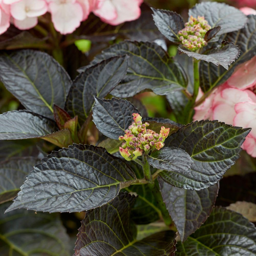 Thompson and Morgan Hydrangea Macrophylla Midnight Pearl Plant Pot 2L 2 Pack Image 3