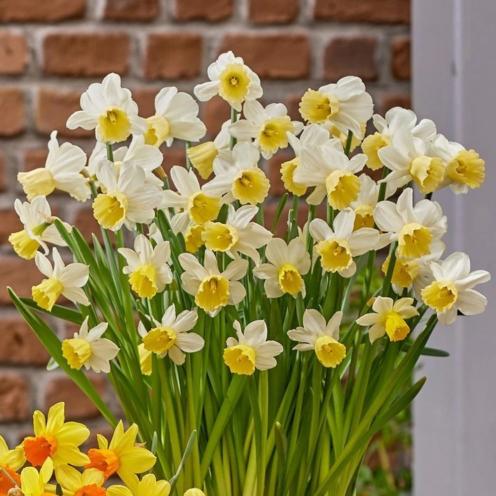 Thompson and Morgan Daffodil Container Collection Planting Bulb 24 Pack Image 3