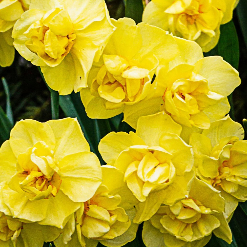 Thompson and Morgan Daffodil Cheerfulness Yellow Planting Bulb 16 Pack Image 3