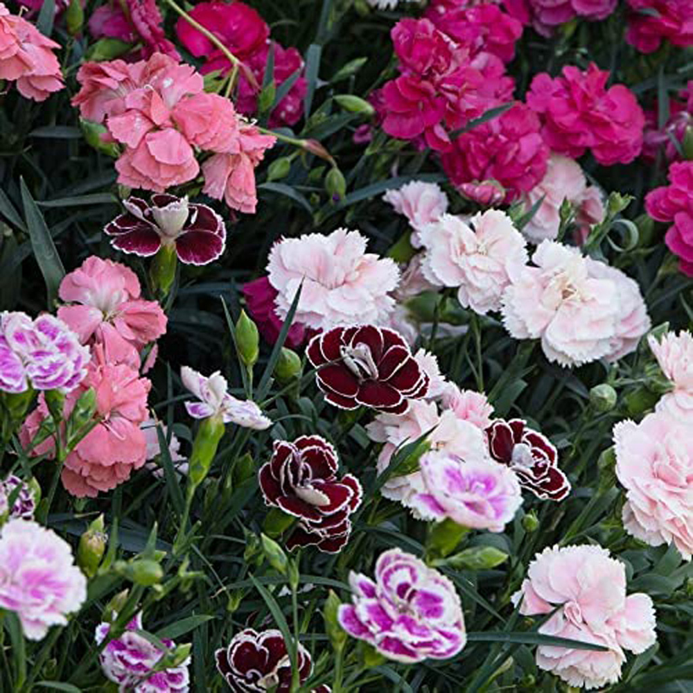 Thompson and Morgan Dianthus Caryophyllus Scented Pleasures Collection Postiplugs 20 Pack Image 3