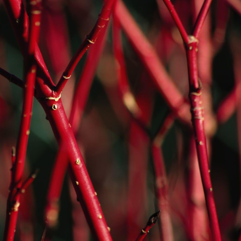 Thompson and Morgan Cornus Winter Duo Plant Pot 9cm 4 Pack Image 2