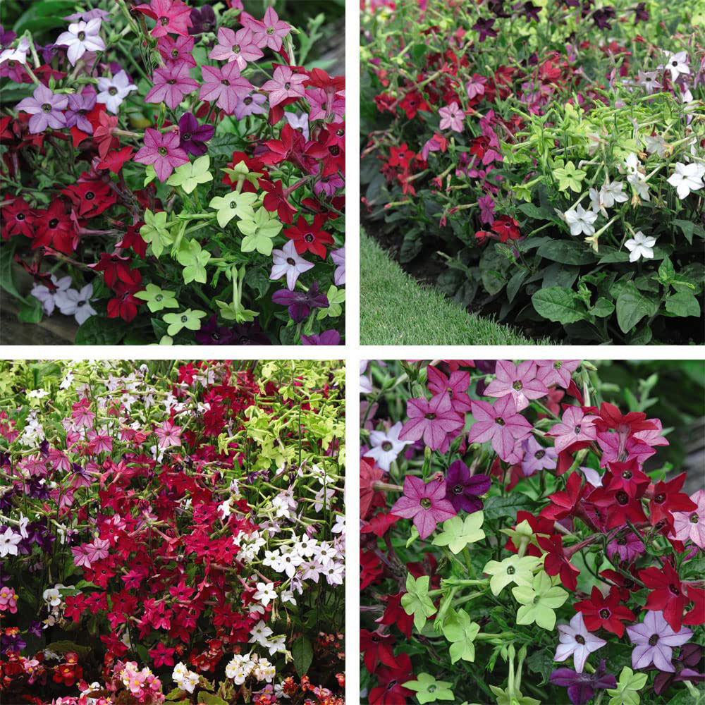 Thompson and Morgan Nicotiana Eau de Cologne Garden Ready Plant 30 Pack Image 6