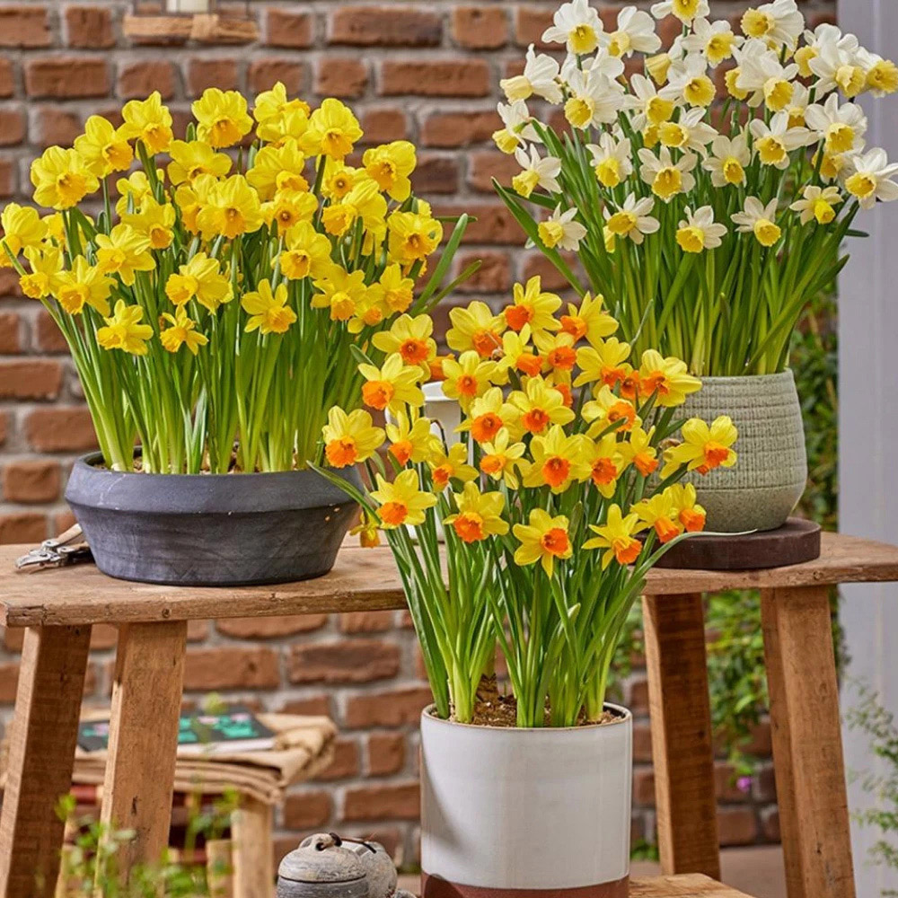 Thompson and Morgan Daffodil Container Collection Planting Bulb 48 Pack Image 2
