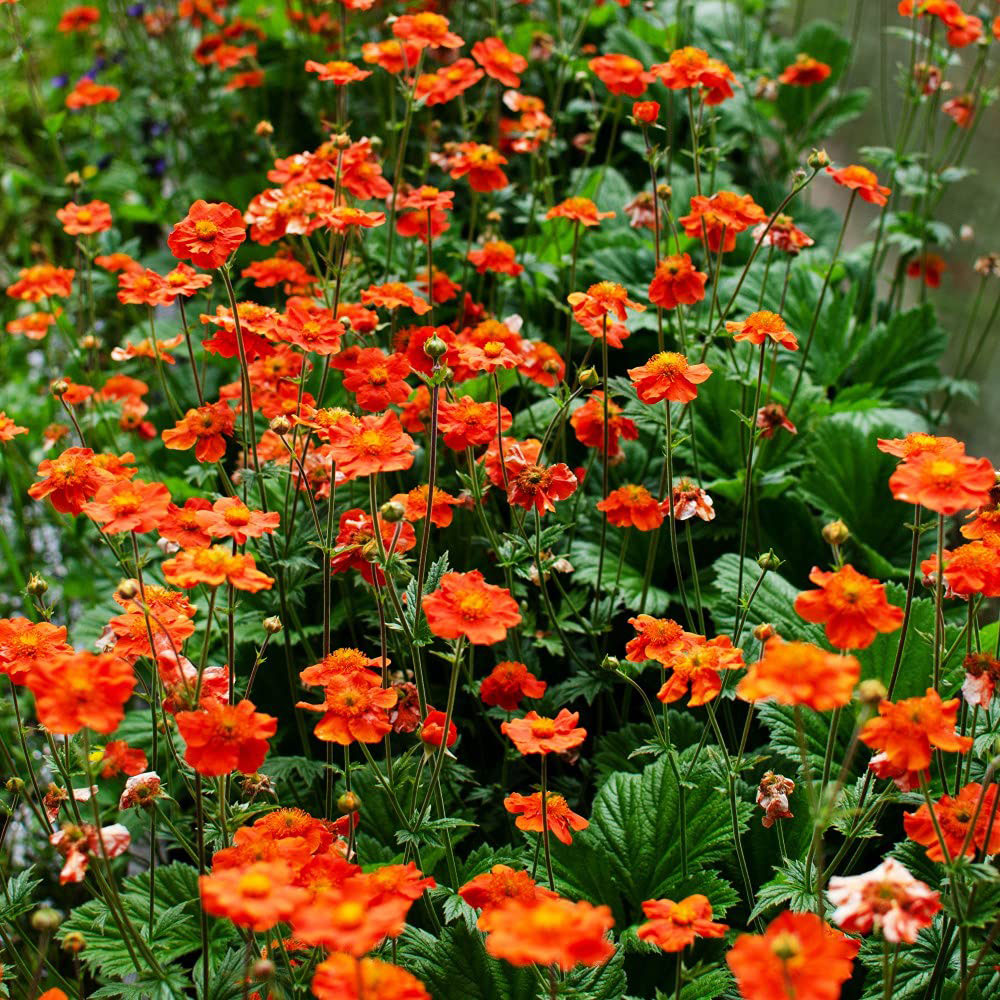 Thompson and Morgan Geum Mrs J. Bradshaw Plant Plugs 6 Pack Image 3
