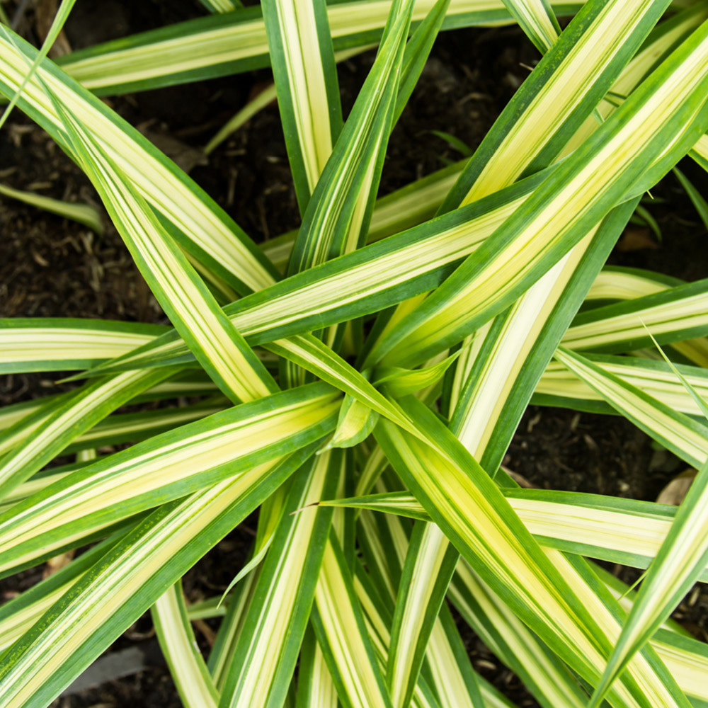 Seege YouGarden Japanese Sedge Grass Carex Evergold Plant Pot 9cm 3 Pack ...