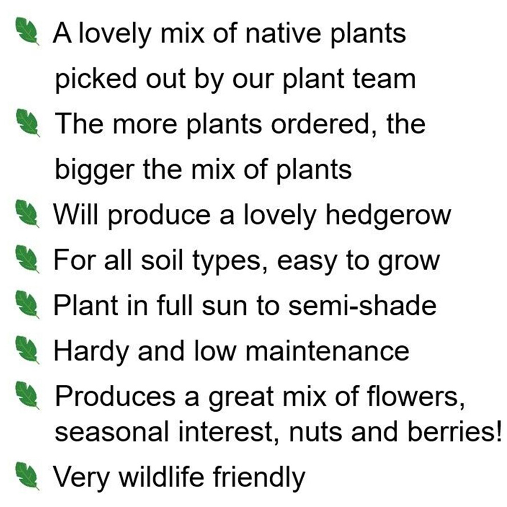 Inspirational Gifting Mixed Bare Root Saplings 2-3ft 5 Pack Image 7