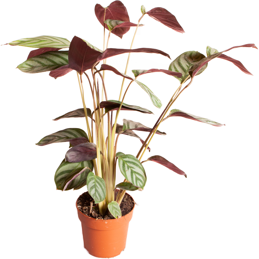 YouGarden Never Never Plant with Off White Recycled Pot Cover 12cm Image 2