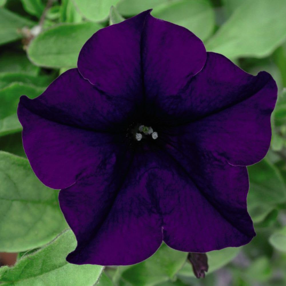 Thompson and Morgan Petunia Blue Trailing Surfinia Postiplug Plant 5 Pack Image 1