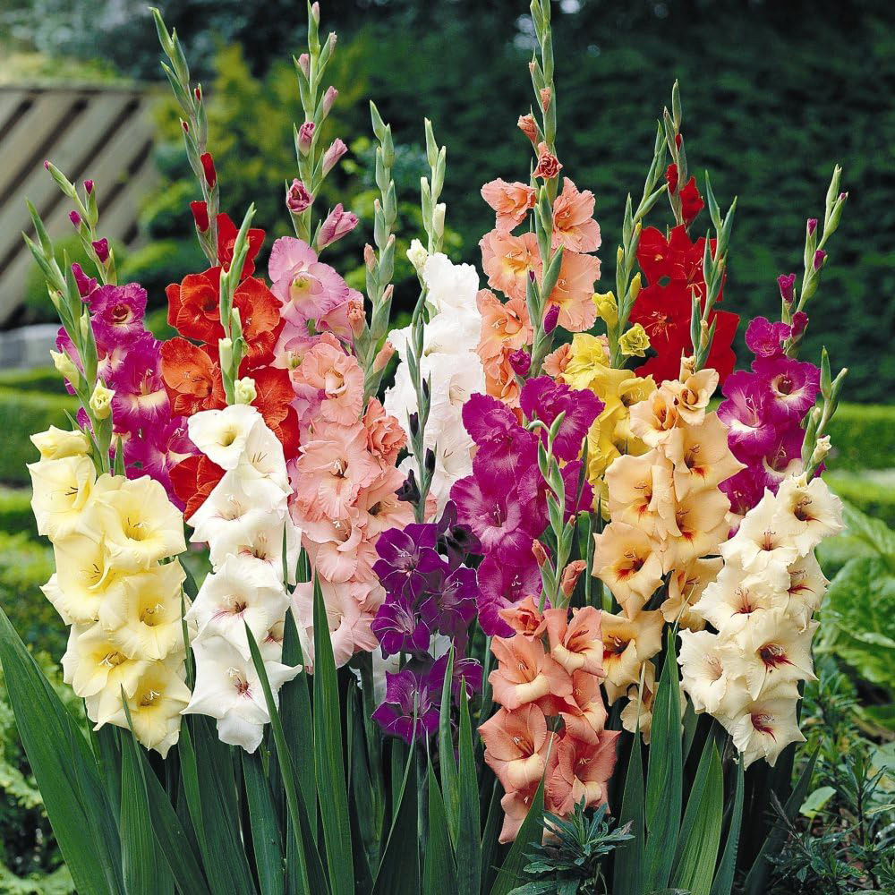 Thompson and Morgan Gladioli Mixed Planting Bulb 50 Pack Image 1