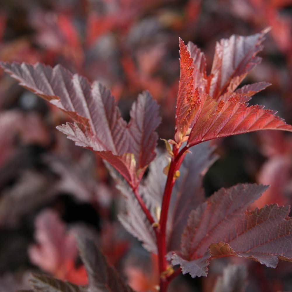 Thompson and Morgan Physocarpus Opulifolius Little Angel Plant Pot 9cm Image 2