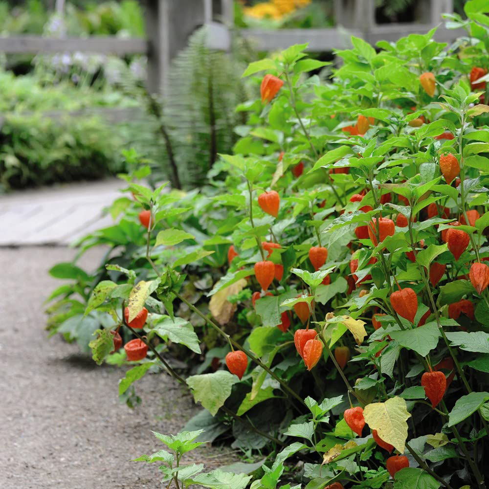Thompson & Morgan Physalis Chinese Lantern Bare Root 6 Pack Image 3