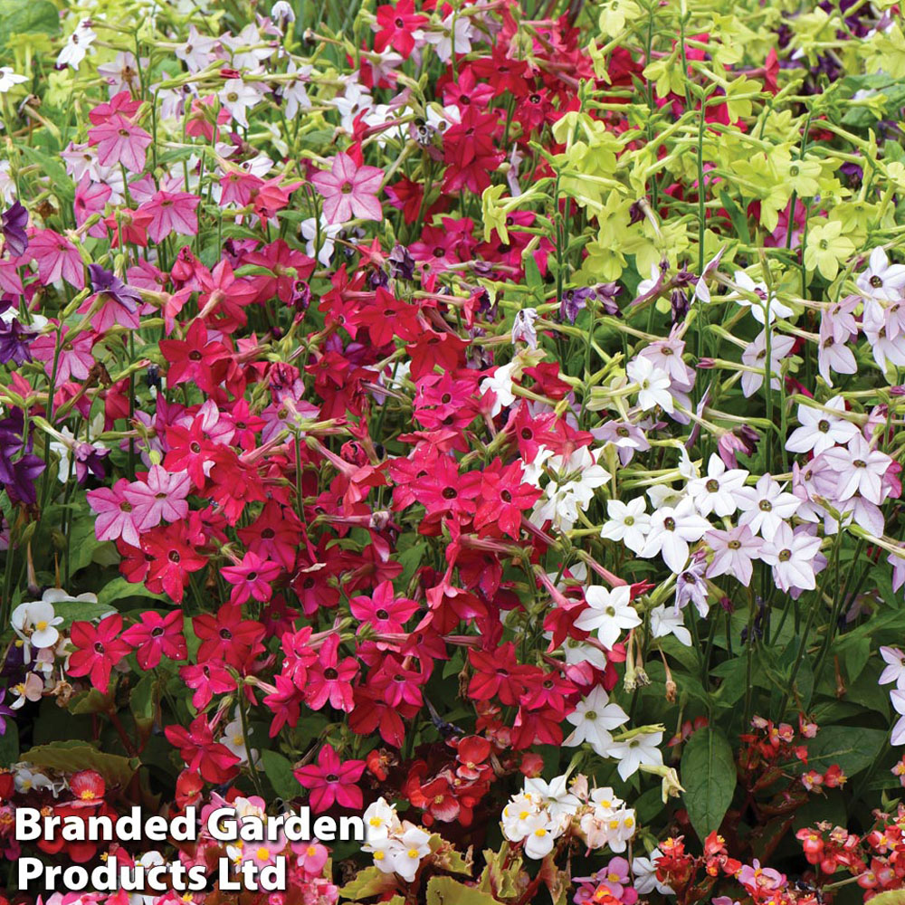 Thompson and Morgan Bedding Collection Plant Plug 24 Pack Image 3