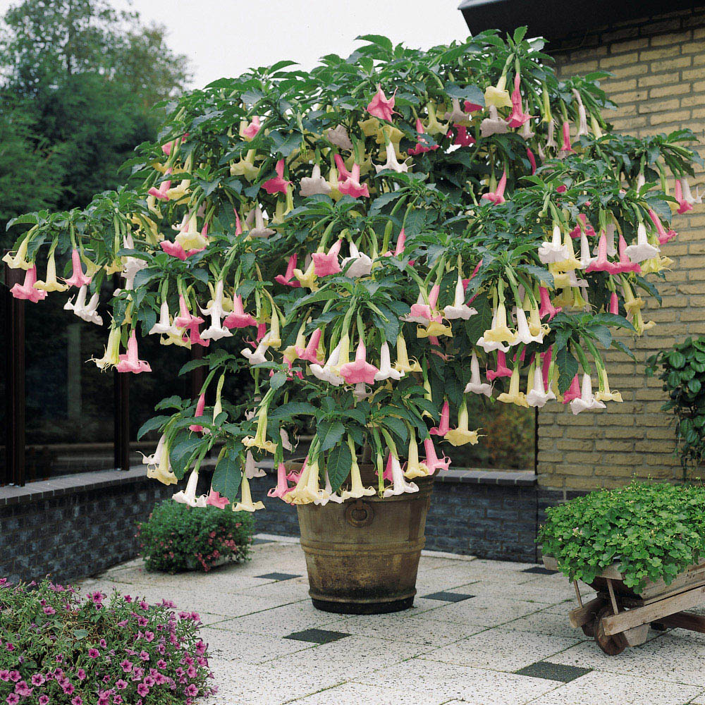 Thompson and Morgan Angels Trumpet Tricolour Brugmansia Plant Pot 12cm 2 Pack Image 1
