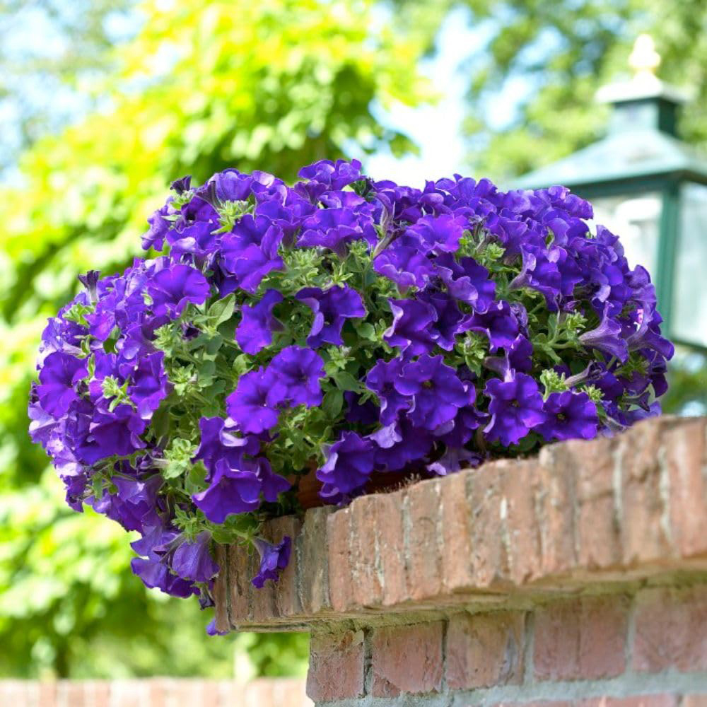 Thompson and Morgan Petunia Blue Trailing Surfinia Postiplug Plant 20 Pack Image 2