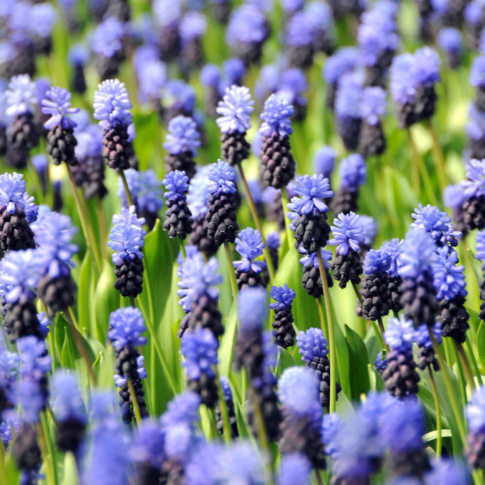 YouGarden Muscari Latifolium Planting Bulb 100 Pack Image 3
